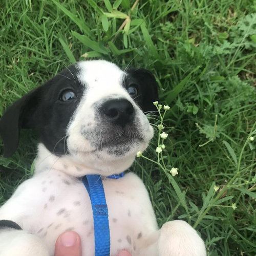Spot pending adoption