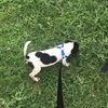 Spot pending adoption
