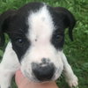 Spot pending adoption