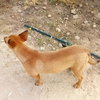 Rusty