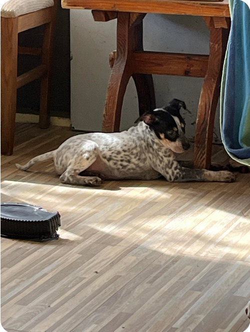 Fonzie
