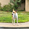 Nala
