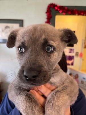 Scout