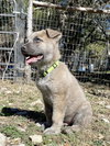 Scout