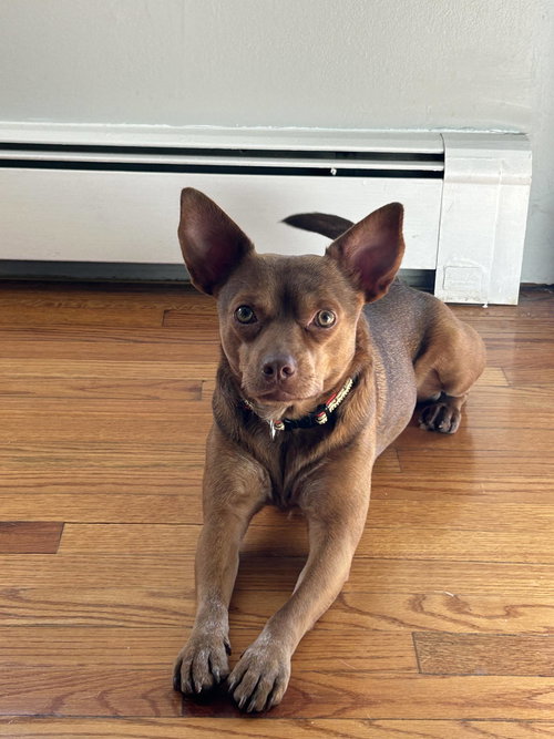 Nacho