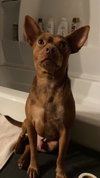 Nacho