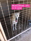 Mistletoe - Missy
