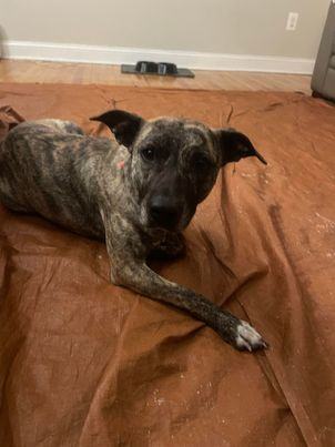 Brindly