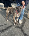 Brindly