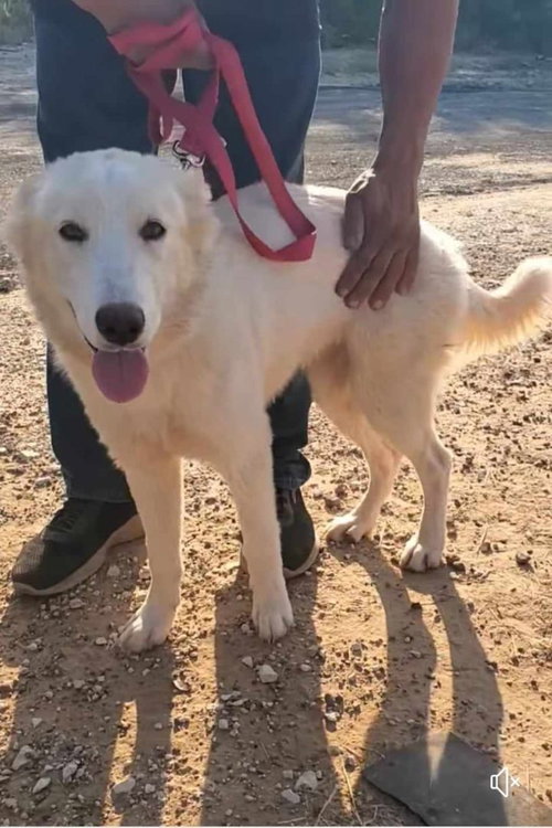 Husky Girl
