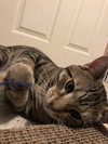 Pasha