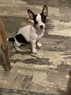 Vanna