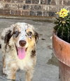 Ashoka