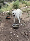 Portia