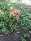 Buttercup