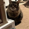 Rascal