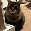 Rascal