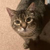 Baby