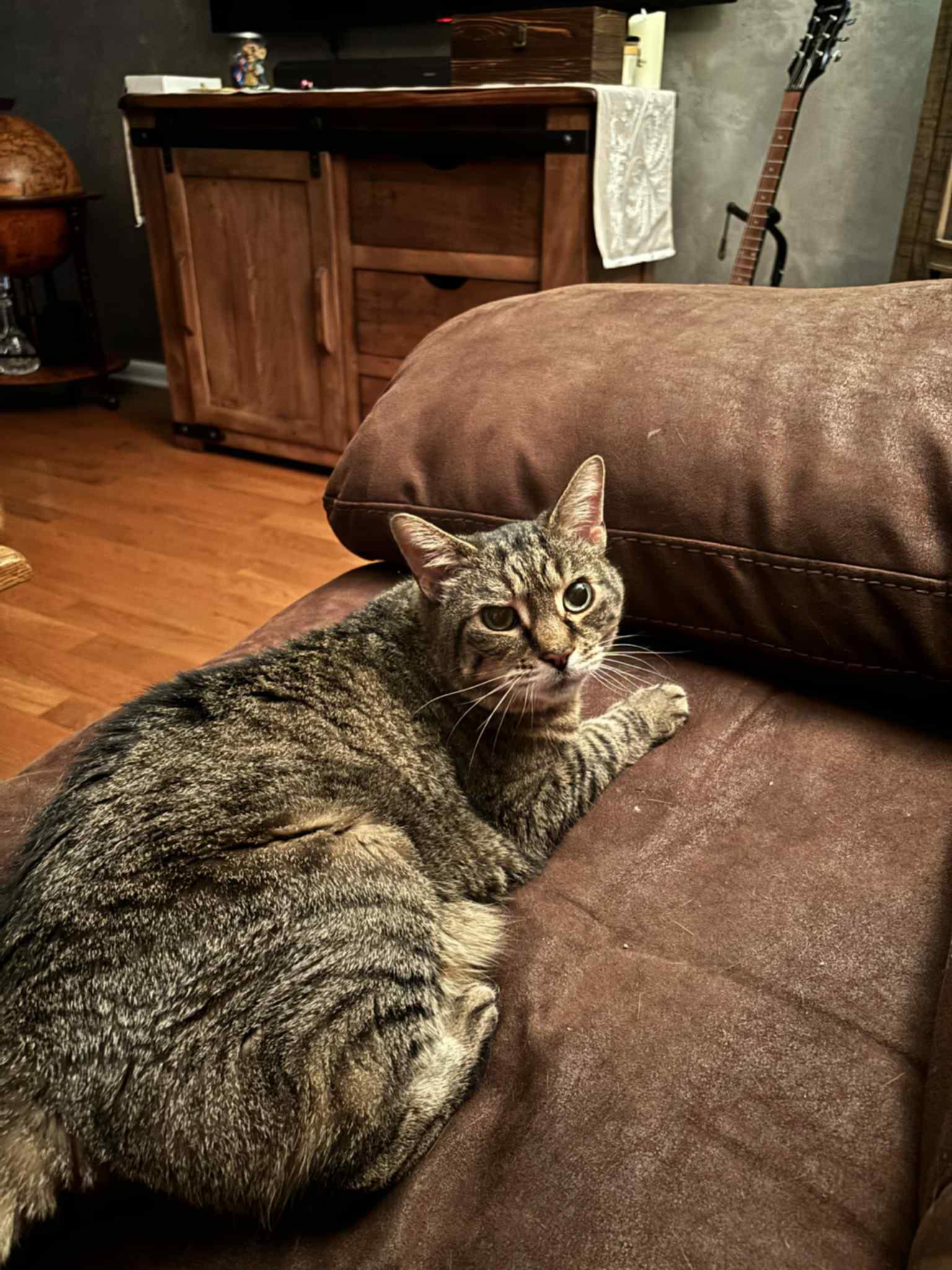 adoptable Cat in Paramus, NJ named Baby
