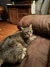 adoptable Cat in  named Baby