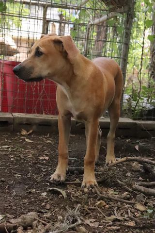 Ajax