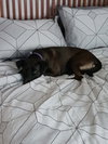 Chuck