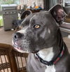 Roxanne