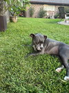 Roxanne