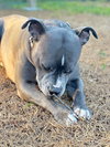 Roxanne
