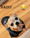 Luna & Daisy