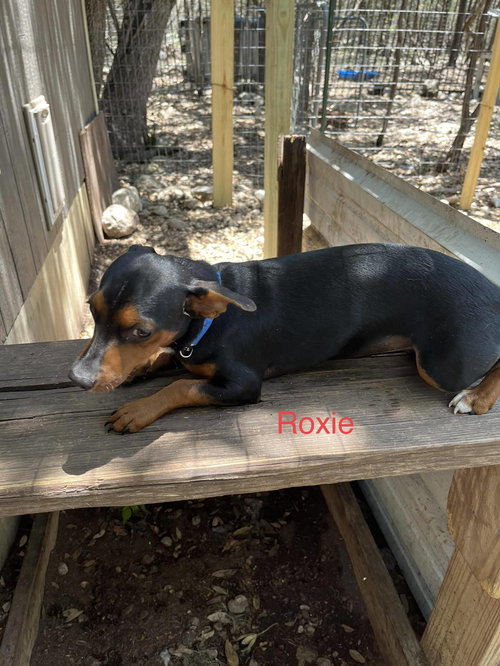 ROXIE
