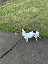 SPOT