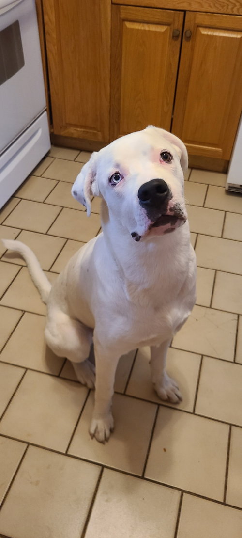 Vito (Lee)