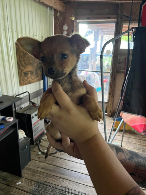 Penelope