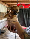 Santana
