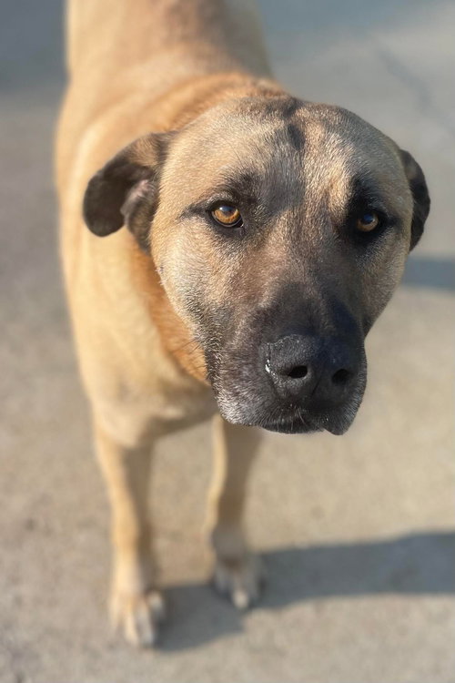 Zeke