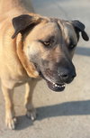 Zeke