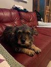 Lucy