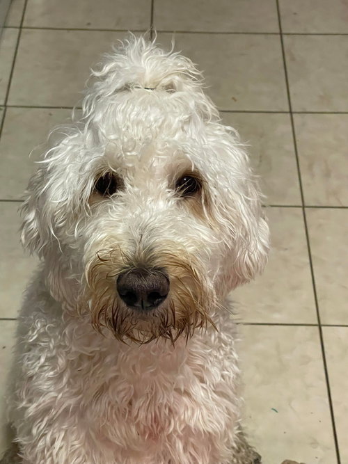 Ella