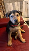 Alanni