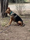 Alfi
