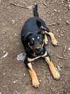 Alfi