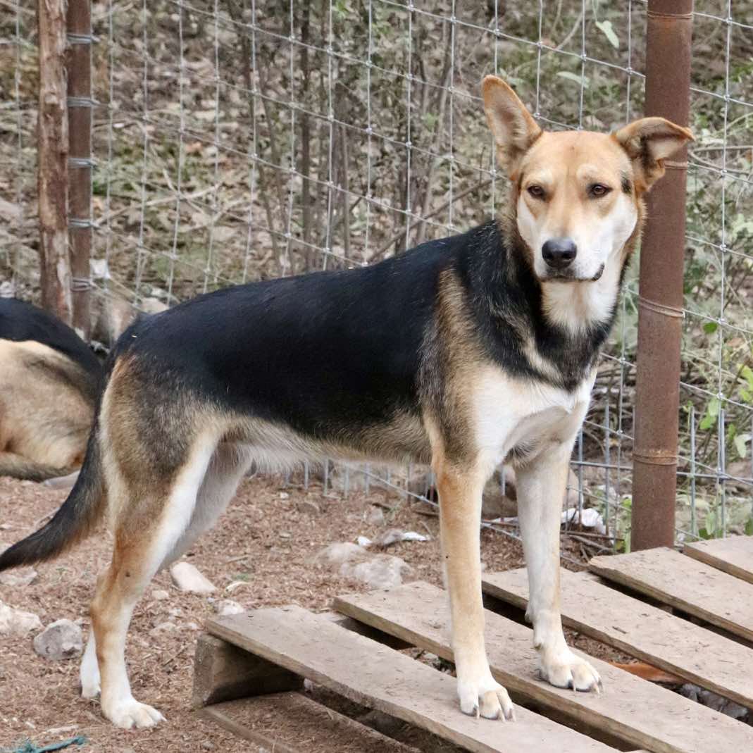 adoptable Dog in Paramus, NJ named Ansley
