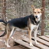 adoptable Dog in  named Ansley