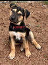Aubrey