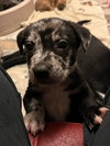 Ringo