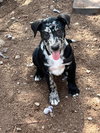 Ringo