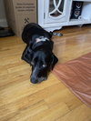 Rosie