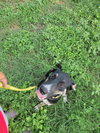 Roscoe