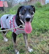 Roscoe